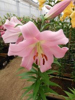 [3515 PO31 Bellamonte No02.JPG]